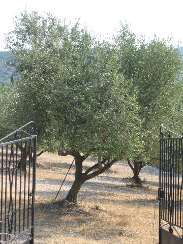 Olivenhain Gardasee