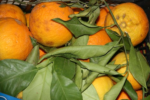 Super süße Orangen aus Apulien Super süße Orangen aus Apulien