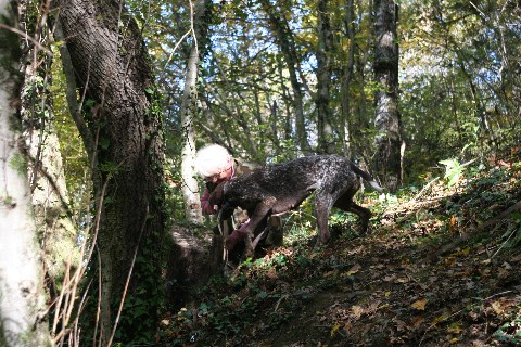 Mit Trüffelhunden auf die Jagd gehen Mit Trüffelhunden auf die Jagd gehen